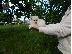 PoulaTo: Δύο Awesome T-Cup Pomeranian Puppies